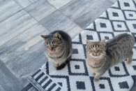 Oddam oswojone kotki i kota młode